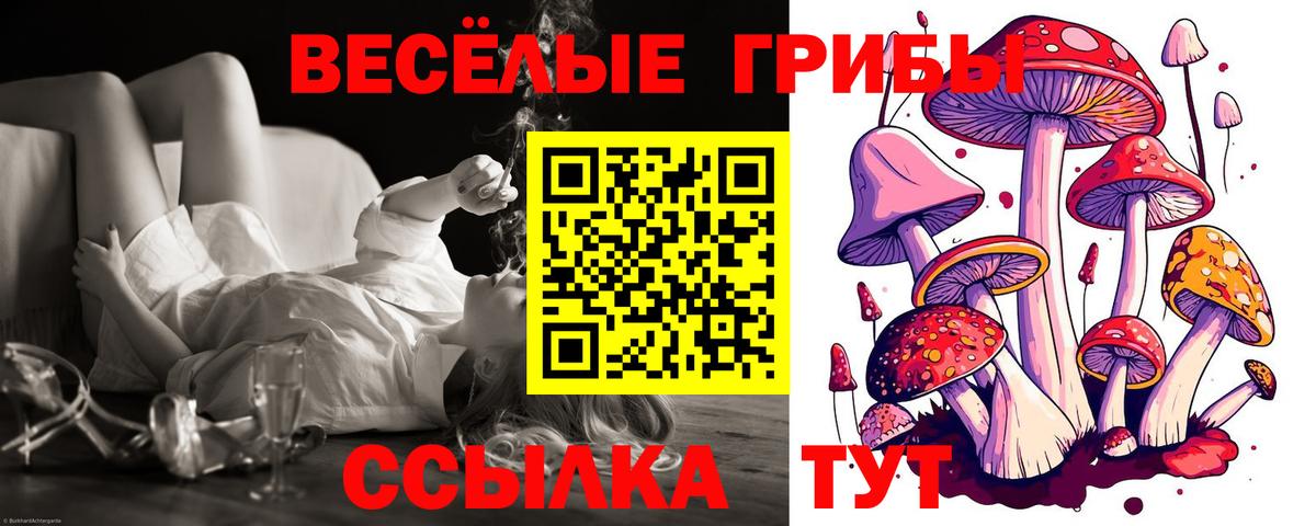 Псилоцибиновые грибы Psilocybe Прохладный